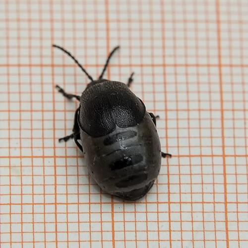 Réf. 220 223 : Galeruca sp.